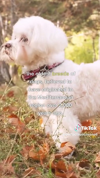 Do you know any facts about Maltese that we didn't cover? Comment them below! 🔍 Looking for fascinating pet trivia? You've come to the right place! 🎥🐶🐱 Dive into the enchanting world of pets as we reveal 5 mind-blowing facts about the Maltese! 🌟 From their unique habits to surprising abilities, get ready to be amazed! 🤩 🔖 Follow us for your daily dose of pet enlightenment! 🐾💡 Don't miss out on our captivating videos packed with intriguing pet trivia! 📚🎬 Join our fur-loving community a