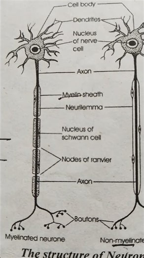 Structure of Neurons