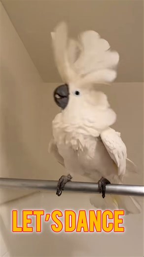 Cute parrots compilation 🦜😍 cockatoo dancing 🕺 #shorts #viralshort #funny