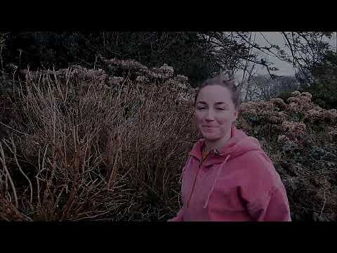 How and when to prune Hydrangea