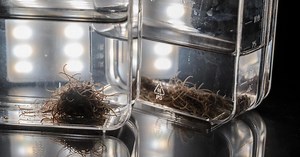 Researchers Develop Alien-Inspired Robotic 'Worm Blob' Swarms