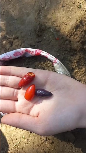 How to grow chillies from seed at home #gardening