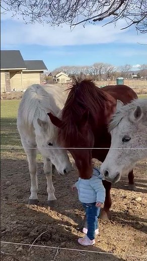 Baby Girl Has Heartwarming Interaction With Horses