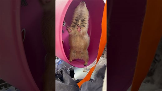 Big Wahoo Bark From an Excited Prairie Dog