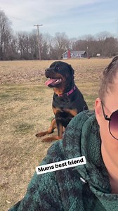 17K views · 317 reactions | Mums best friend | Holley&Tuner the Rotties | Facebook