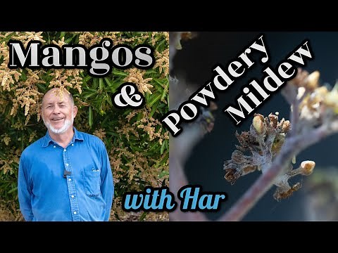 Mangos & Powdery Mildew with Har