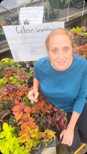 These aren’t your grandma’s coleus anymore! We’ve got an incredible variety of vegetative coleus in stock—and they’re nothing short of stunning. From bold reds and electric greens to deep purples and wild patterns, these plants are a game-changer in any garden or container. And here’s the real kicker: Many of these coleus varieties are sun tolerant! That’s right—more sun can actually bring out even more vibrant color. So whether you’re planting in shade, part sun, or full sun, there’s a coleus h