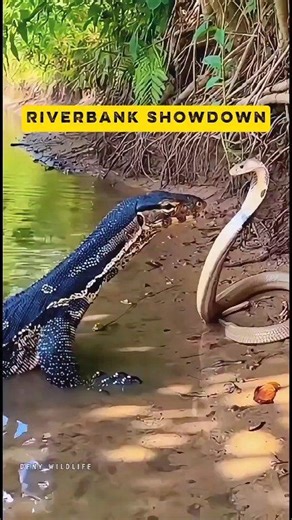 Reptile predators don’t chase chaos. They wait. They calculate. And when the moment comes… they don’t miss. #Reptiles #Predators #Wildlife #NatureMoments #AnimalBehavior #SurvivalInstinct #WildNature #NatureDocumentary | Deny DhenZainie