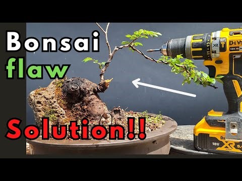 "Chinese Elm Bonsai from Root Cutting: Part 2 - Fixing a huge flaw in the tree"