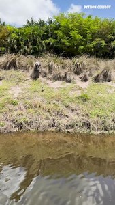 237K views · 1.3K reactions | Catfish almost smoked this iguana | Python Cowboy Hunts | Facebook