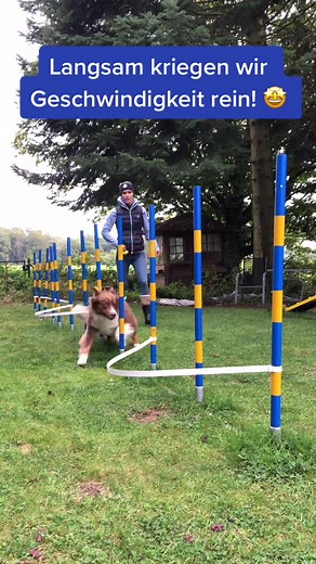 #pepsiaussie #agilitydog #agilitytraining #australiensheperd #foryou #hundetraining #jederfängtmalkleinan