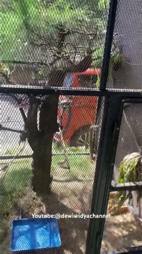 Suasana lebaran di Pagi setengah siang ngees sambil liatin angry birds