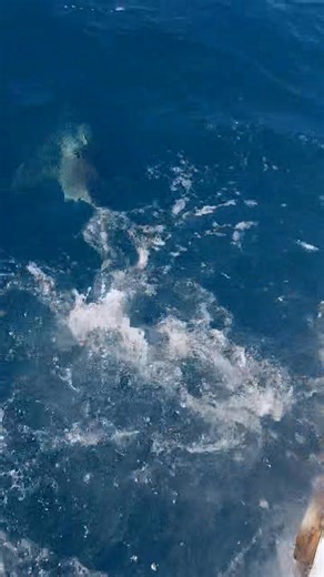 Sandbar shark | VondaKay Carolina Beach