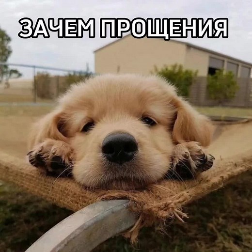 Sweet Songs about Cute Puppies 🐶🎶| Constellation Songs for Kids