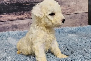 Snowy - Bichon Frise Puppy EDACBD