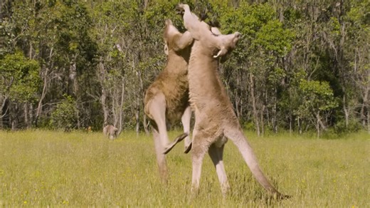 Watch what happens when a kangaroo kicks with full force