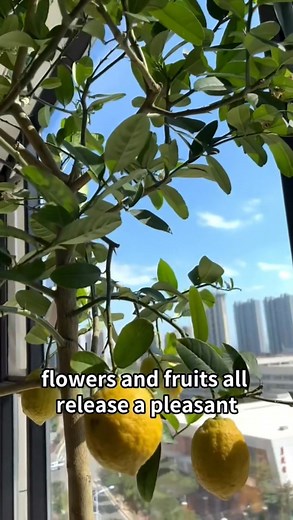 9.7K views · 81 reactions | Benefits of having a lemon tree in your house. #fblifestyle | Ramos Mark | Facebook