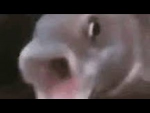 fish screaming meme 🐟