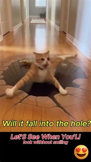 Will it fall into the hole? #fun #funnypets #usa