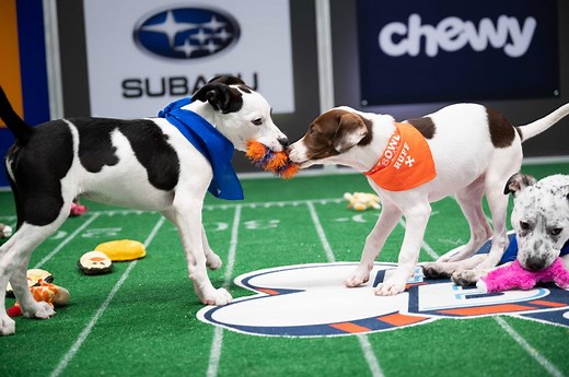 Puppy Bowl 2021 lineup: Meet the adoptable dogs in the game