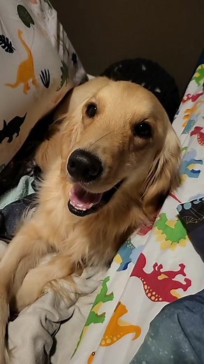 Hilarious Dog Prank Video That Will Make You Laugh