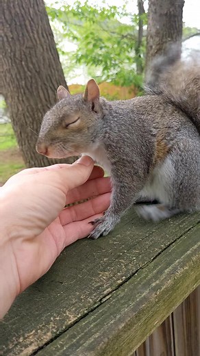 Baby Squirrel Crying for Protection and Love