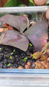 hari ke empat semai bulp oxalis triingularis #spilhasil #creatorseachinsight #tips #fyp | Kurnia Lestarii