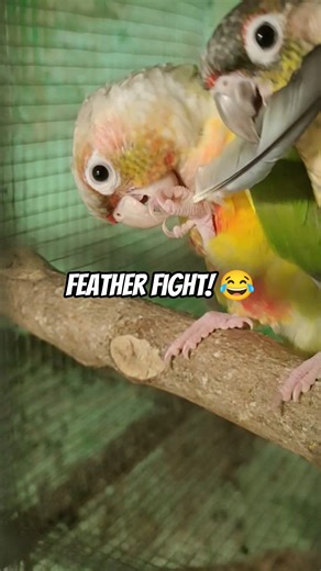 My Both Conures Wanted The Feather🪶🦜| Too Cute! #conures #funnybirds #featherfight #cutepets #shorts