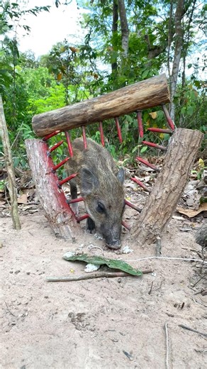 Primitive Technology - Build Best Wild boar Trap To Catch Wild boar #wildanimals #shorts