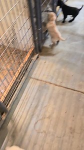 4X-GMPR TC2 HRCH Ryker and CPR Allie pups whelped 10/4/25 2 Yellow and 2 Black Females- 2 Black Males 5 weeks Old Email us at bearpointkennel@yahoo.com for availability details #americanpointinglabrador #pointinglabrador #bearpointkennel #labradorretriever #labrador | Bearpoint Kennel LLC