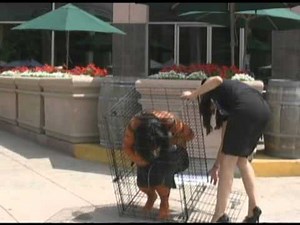 PETA Protester gets nearly naked - 2009-06-25