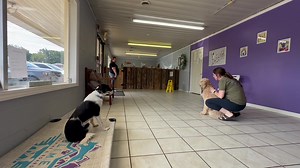 Way to go Ruby! Y’all remember Bella the lab that just graduated our day train program? This is her sister! This sweet girl joined us for our 3 week day train program & she did amazing! Now their parents have two girls who now have manners & behave much better! Our day train program is an awesome program for puppies or adult dogs that will allow you to drop your pup off first thing in the morning with us, we train them during the day & you come pick them up that evening Monday through Friday! Co