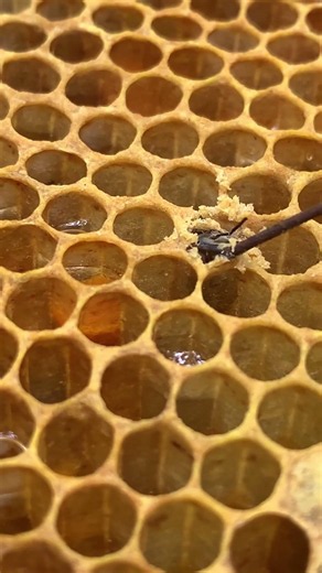 Worker Bee Emerging From Its Cell | Amazing Birth Inside the Hive 🍯 #Shorts