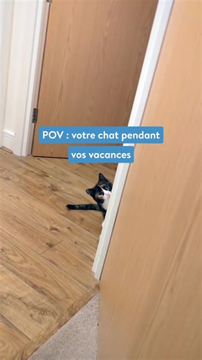 À part comploter pour dominer le monde et croquer des croquettes… que fait votre chat quand vous avez le dos tourné ? Il vit sa meilleure vie… et crée un livre photo digne de ses 9 vies. Et c’est exactement ce qu’a fait Luna, la boule de poils préférée de notre copywriter Jess, pour célébrer la #JournéeInternationaleDuChat 🐾 | Photobox