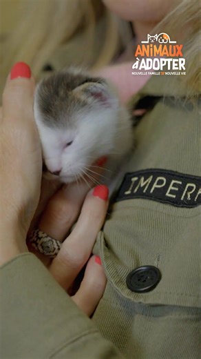 92K views · 1.8K reactions | Dans la famille "Piment", on demande "Espelette" et ses adorables petits chatons !  Les INÉDITS d'혼홣홞홢홖홪홭 홖̀ 홖홙홤홥황홚홧, c’est à partir de dimanche, 18H35 sur TMC et TF1+ ! | TMC | Facebook