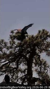 Bald Eagle Chick Soars on Incredible First Flight #shorts