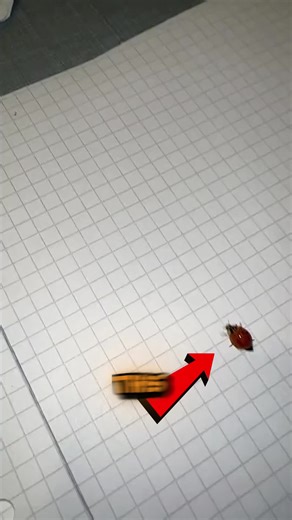 Why Ladybugs Are the Smartest Insects in the World