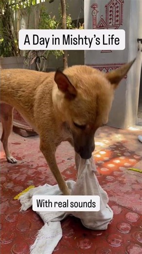 Minivlog of Mishty’s bath time😂. Tough task for us#dog #doglover#rescued #bathtime#minivlog
