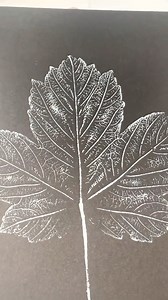 Sycamore Monoprint still loveling the White on Black, sometimes...