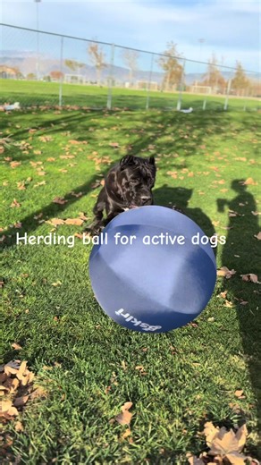 Best Herding Ball for Big Dogs