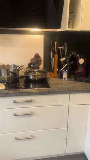 Cooking with Wild Birds: A Unique Culinary Experience