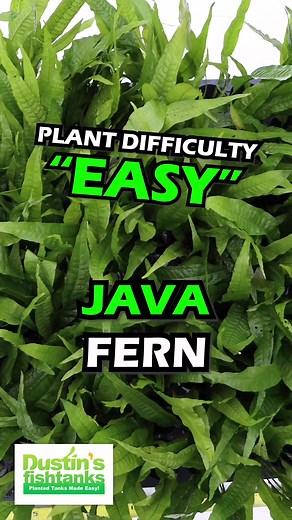 JAVA FERN is available for sale! Shop Now! Microsorum pteropus is one of the plants that we highly recommend for beginners. You can keep Java Fern in a variety of conditions and it can handle some abuse. We have Java Fern for sale because we want you to buy plants that you are going to have success with. Java Fern is one such plant. Java Fern is a tough plant with thick leaves and a hardy rhizome. Its so tough that people have even been able to keep it with Cichlids, which are known to typically