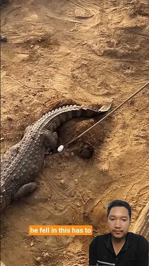 UNBELIEVABLE FIND! 🐊🥚 Massive Collection Of Crocodile Eggs! 😱 Nature's Secrets! ✨ #Shorts