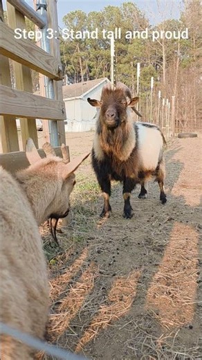 How to Attract a Mate