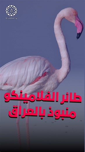 الفلامينكو: الهجرة والمخاطر في العراق