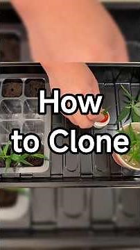 How to Clone Plants the Easy Way 🌿