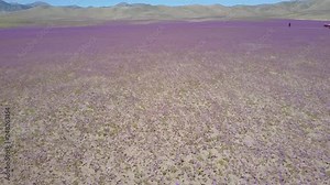 Desert Flowers, purple flower bed fields aerial drone footage. From time to time rain comes to Atacama Desert, when happens thousands flowers grow in the desert, amazing "Desierto Florido" phenomenon