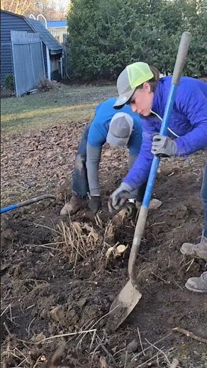 this is how we dig out lilac roots by hand & make sure they never come back!! #landscape #like