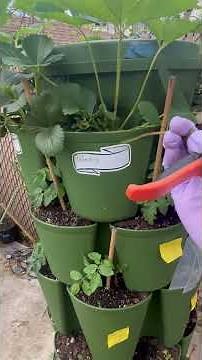 What To Do When Strawberry Plants Break Dormancy #gardening