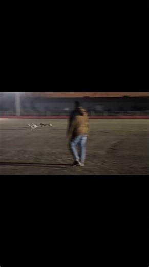 Raw Power and Speed! This Hunting Dog Race is Intense!